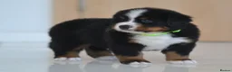Bernese Mountain Dog dogs for sale: KC REGISTERED BERNEESE PUPPIES  - Advert 21