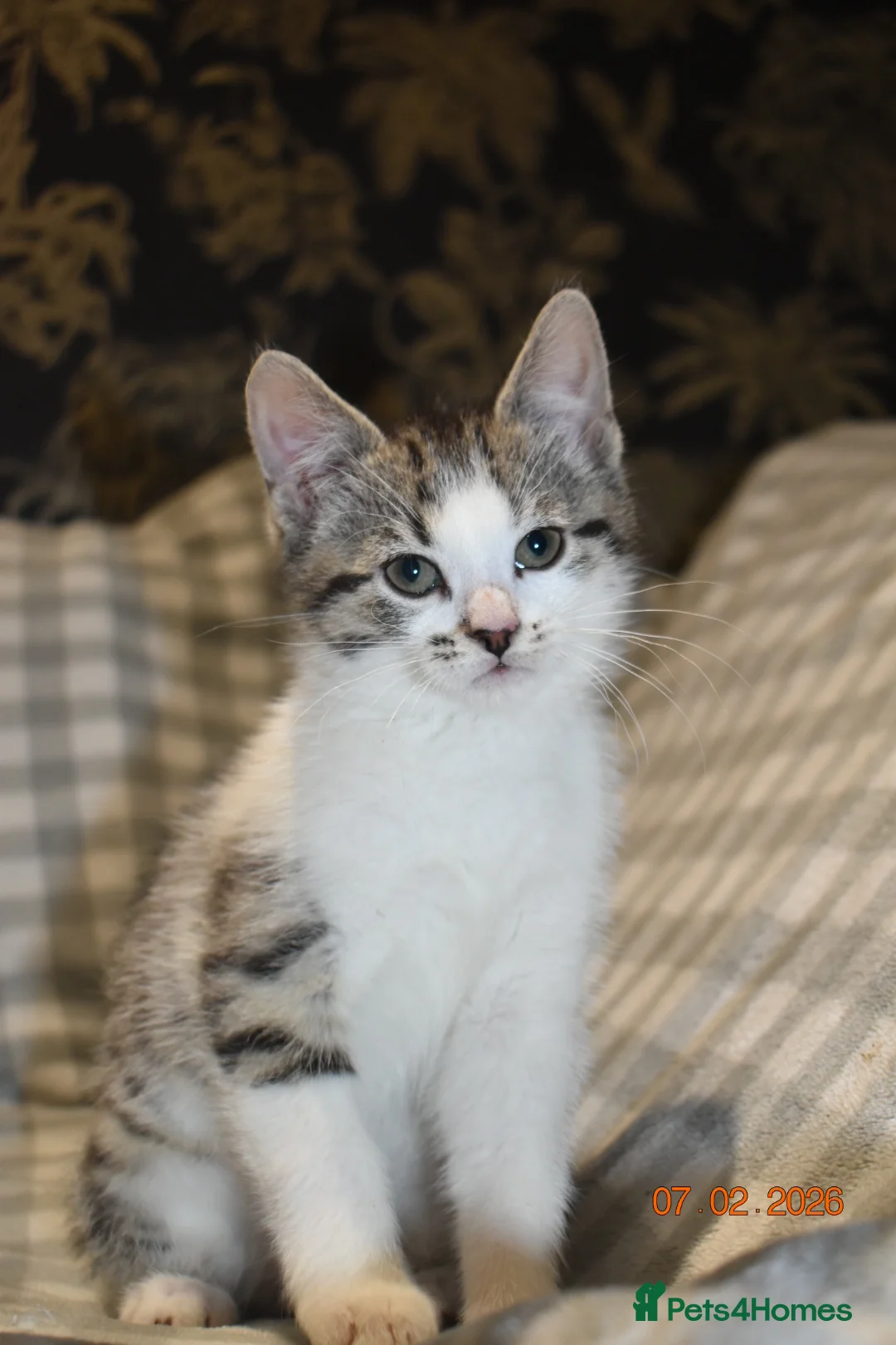 Mixed Breed cats for sale: 3 kittens for sale  - Advert 14