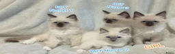 Ragdoll cats for sale: Wonderful Ragdoll Kittens  - Advert 1