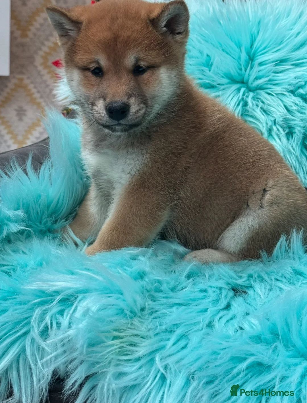 Japanese Shiba Inu dogs for sale: Kc registered Shiba Inu puppies  - Advert 14