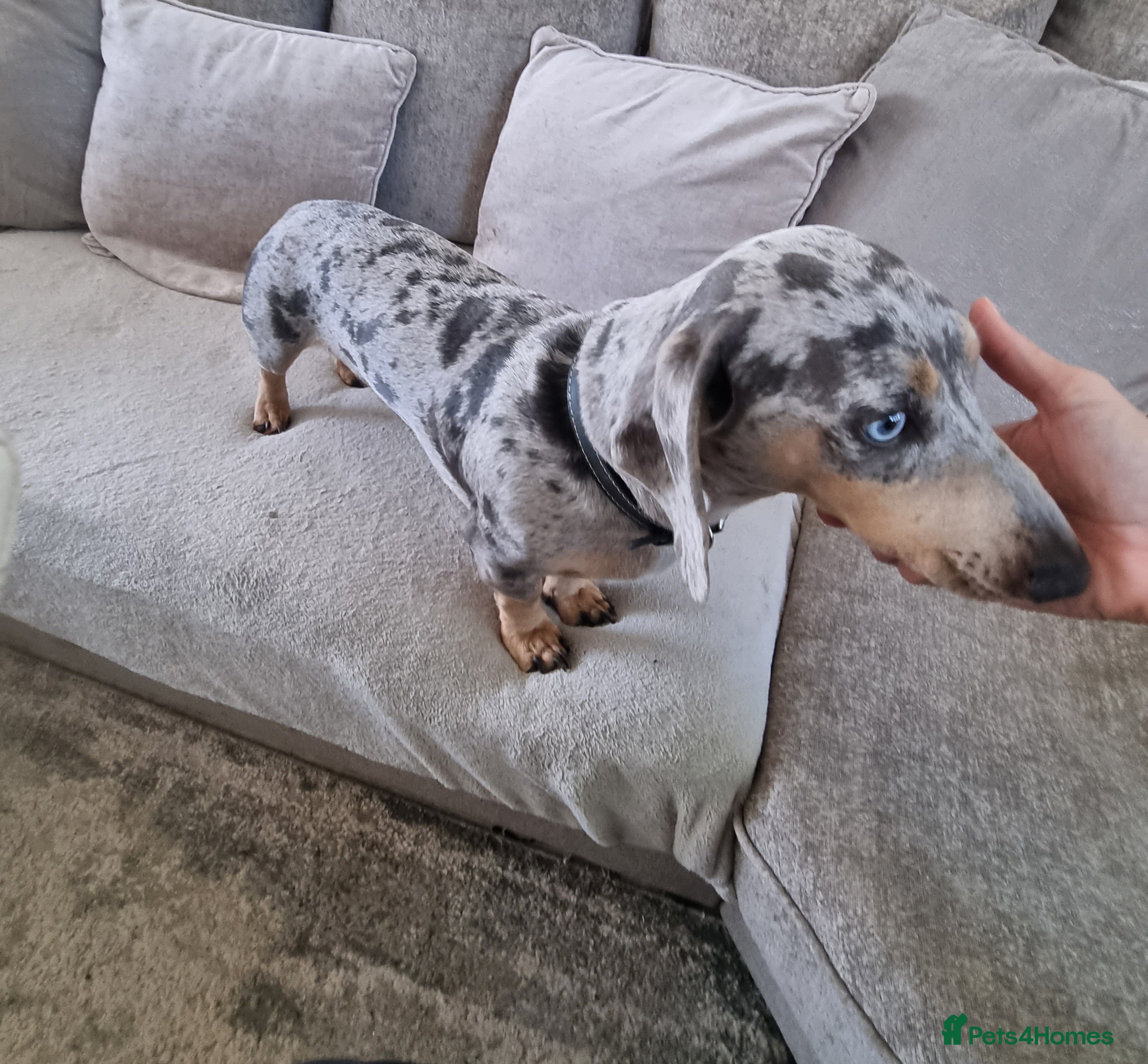 Dachshund dogs Kc Miniature smooth dacshund stud in Brierley Hill - Advert 17