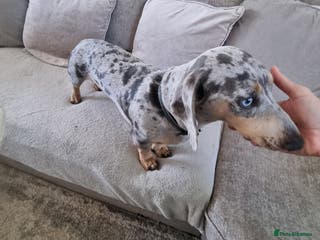 Dachshund dogs Kc Miniature smooth dacshund stud in Brierley Hill - Advert 5