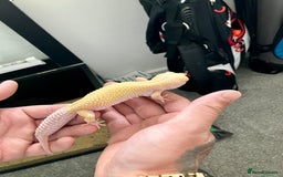 Leopard Gecko reptiles for sale: Albino leopard gecko  - Image 8