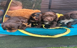 Cocker Spaniel dogs for sale: Miniature working Cocker spaniel puppies for sale - Image 9