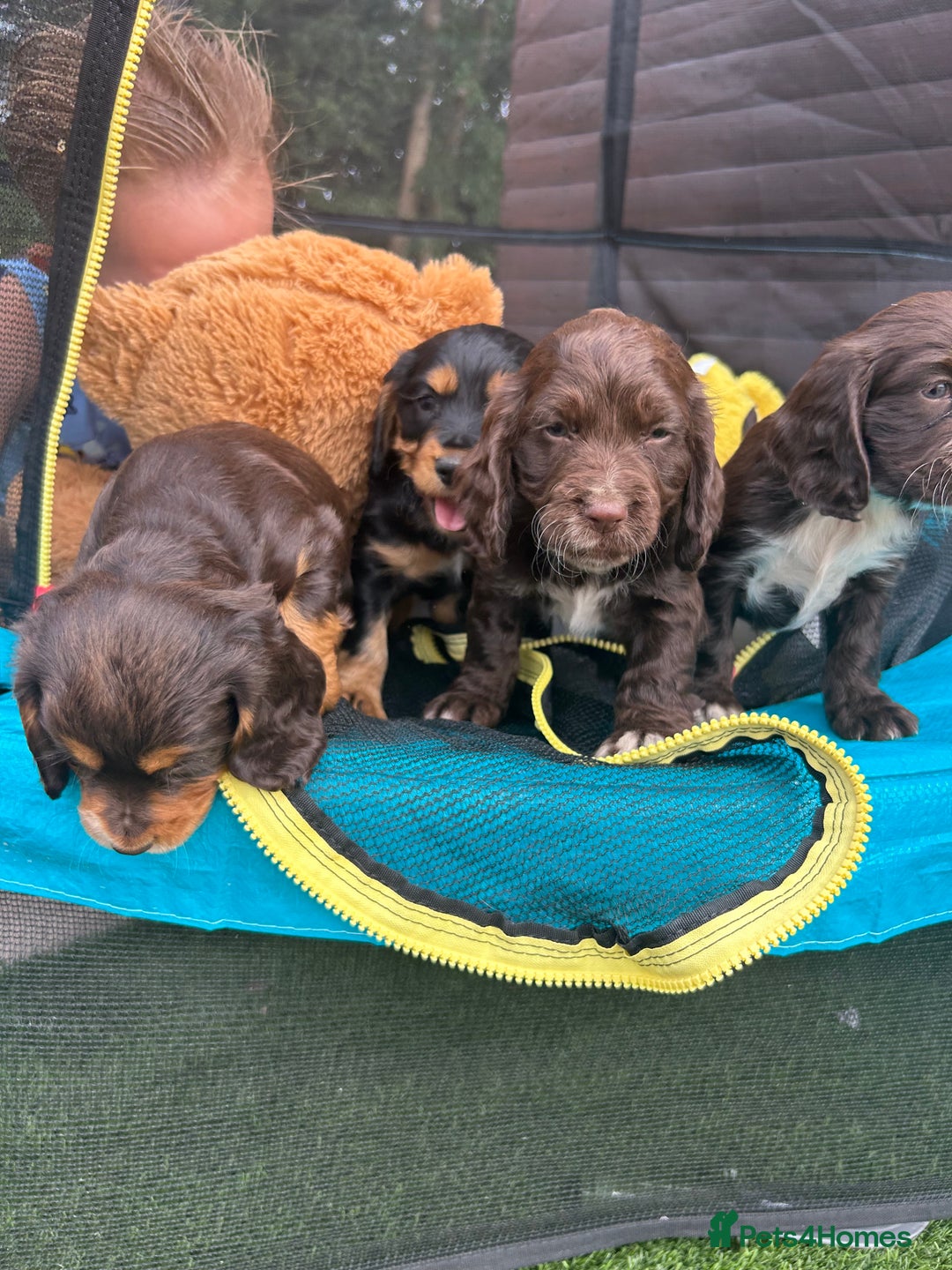 Cocker Spaniel dogs for sale: Miniature working Cocker spaniel puppies for sale - Image 9