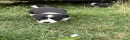 Mixed Breed dogs for sale: Collie pups  in Oswestry - Advert 8