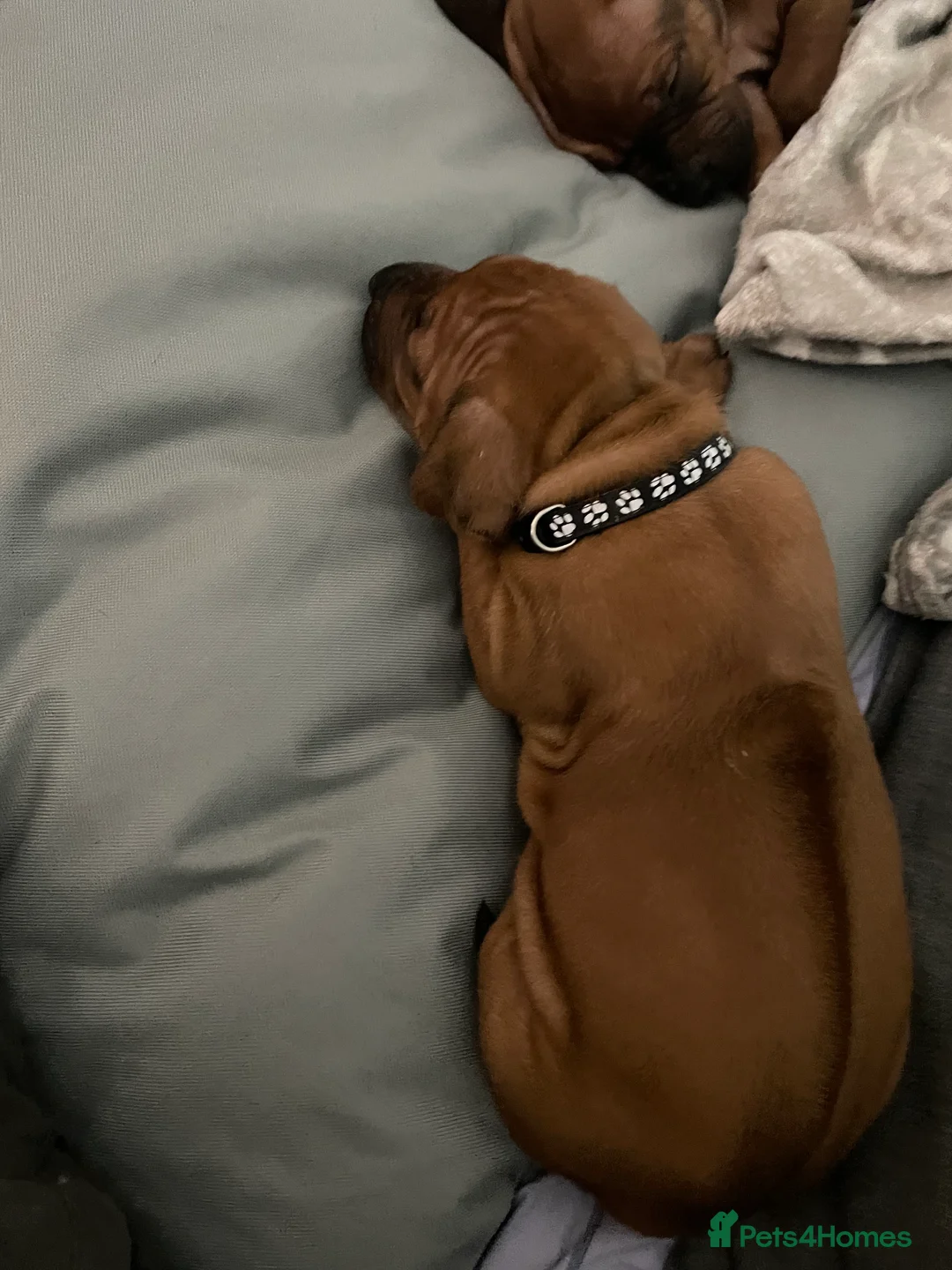 Rhodesian Ridgeback dogs for sale: Beautiful Rhodesian Ridgeback pups - Advert 18