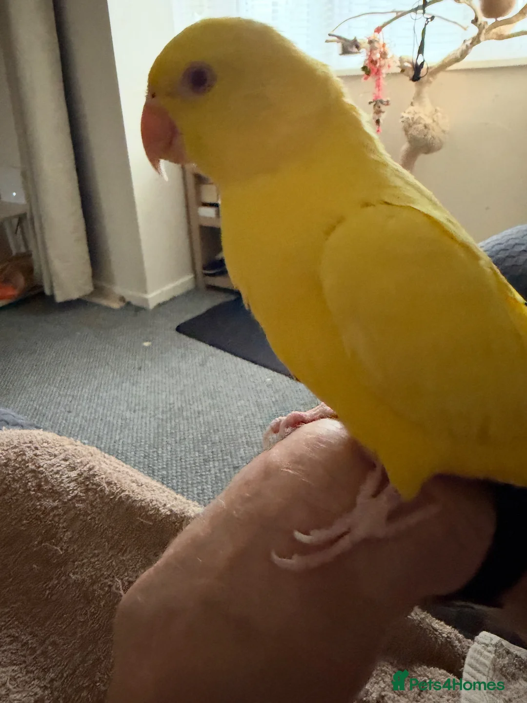 Ringnecks birds for sale: Hand time, ring ringneck in Wickford - Advert 2