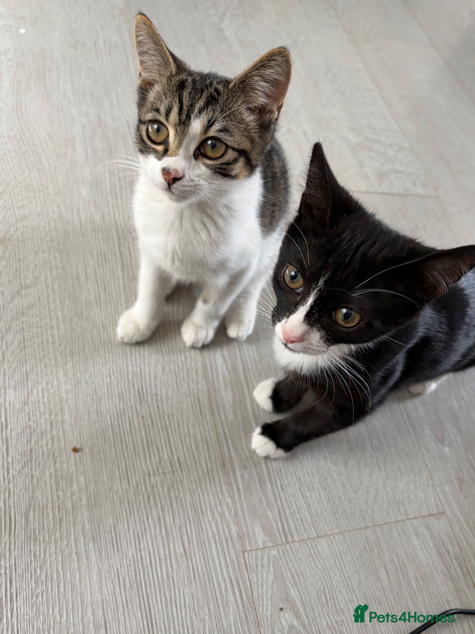 Mixed Breed cats Mavis and Edward  - Advert 10