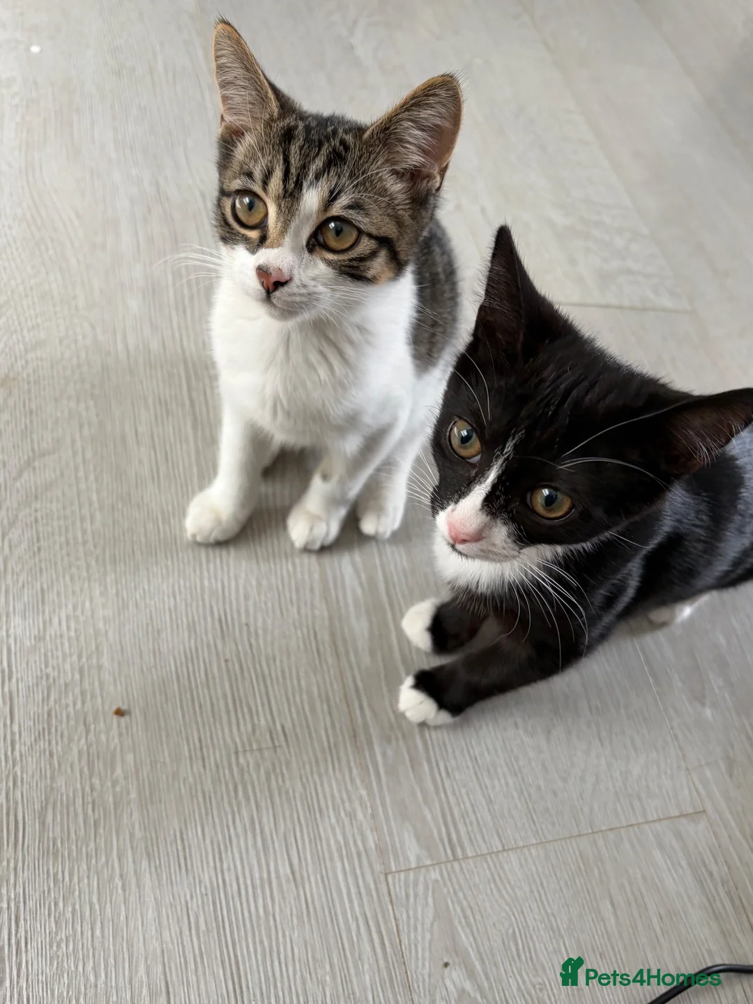 Mixed Breed cats for sale: Mavis and Edward  - Advert 1