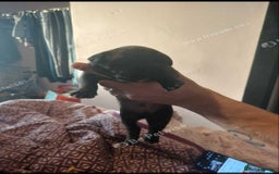 Staffordshire Bull Terrier dogs for sale: Staffy puppies for sale - Advert 2