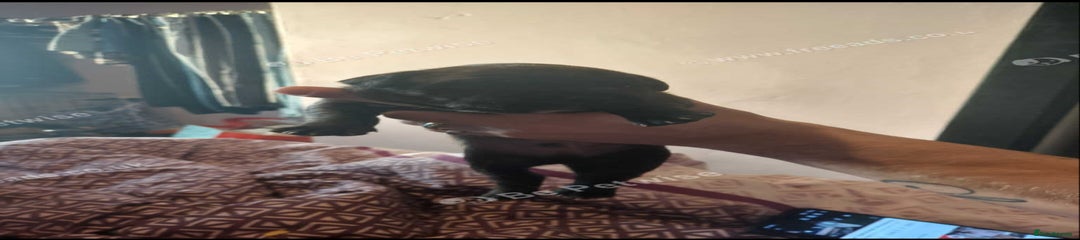 Staffordshire Bull Terrier Puppy 1