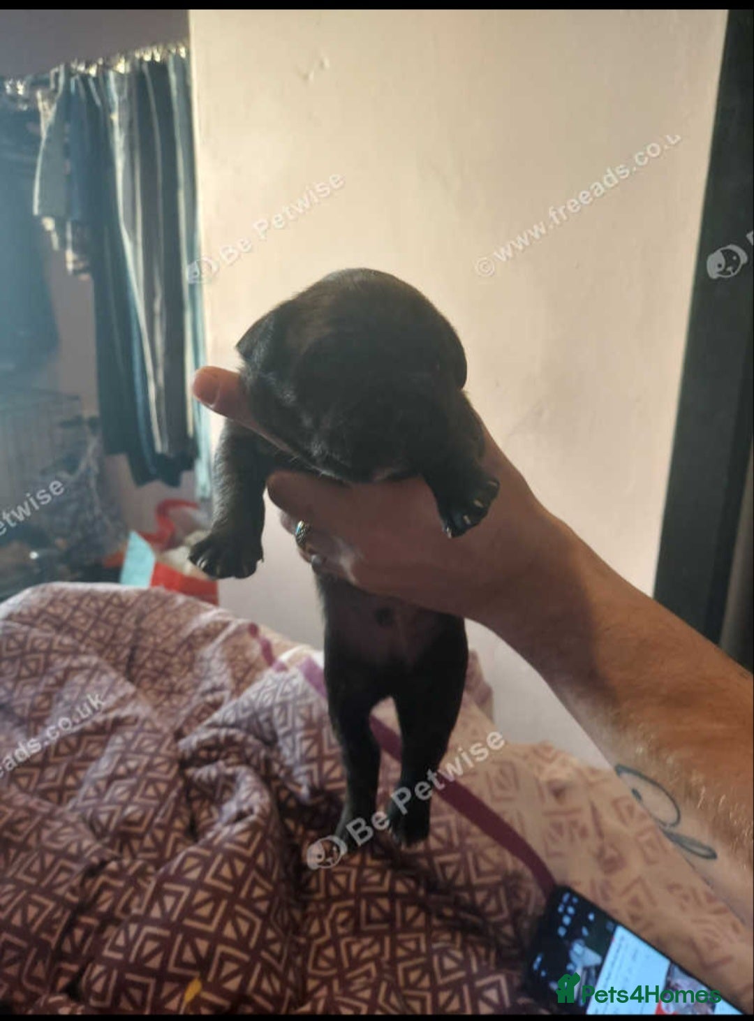 Staffordshire Bull Terrier dogs for sale: Staffy puppies for sale - Advert 2