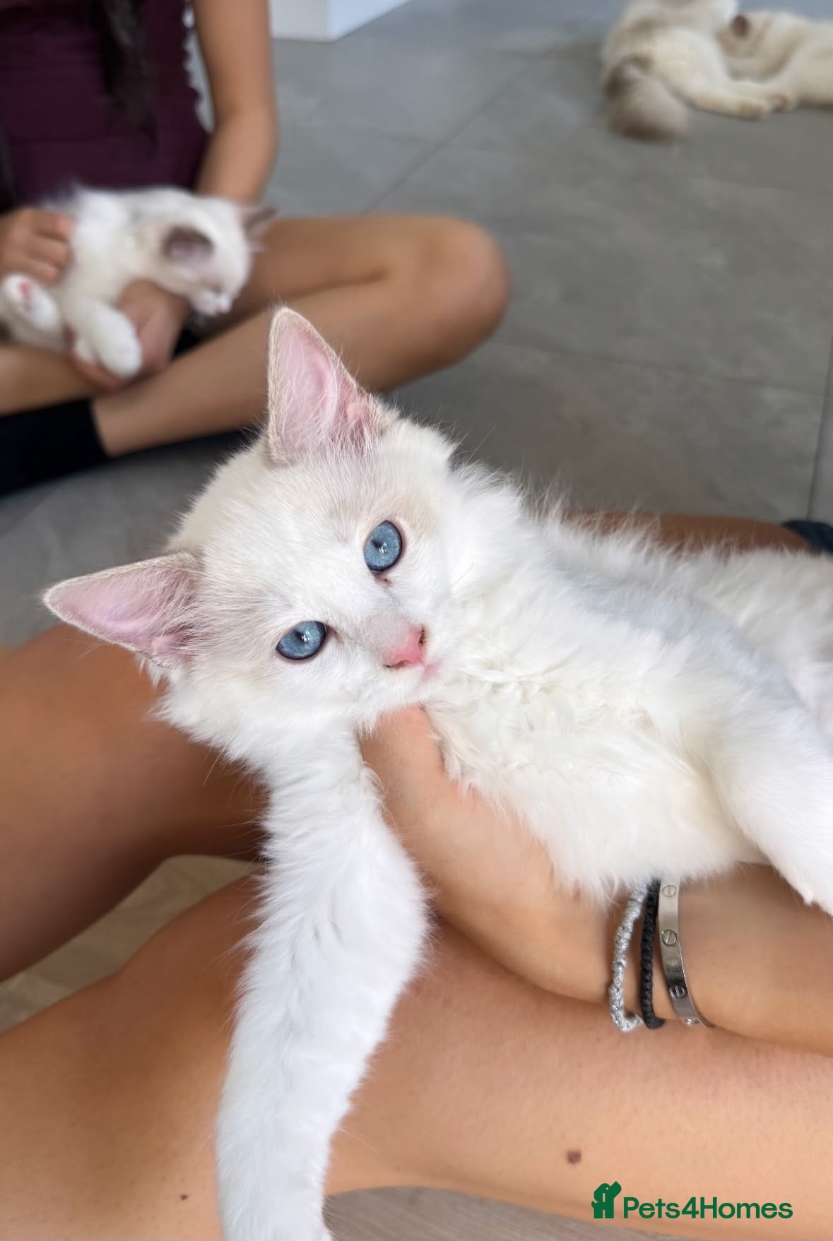 Ragdoll cats High white blue/lilac Bi-Colour Ragdoll Kittens    - Advert 1
