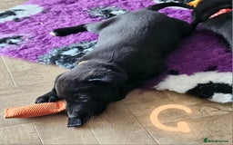 Borador dogs for sale: Black Collie X Labrador Ready to leave 26th Oct - Image 8