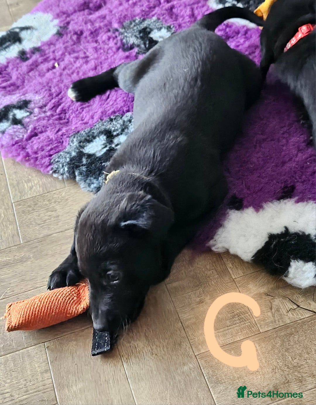 Borador dogs for sale: Black Collie X Labrador Ready to leave 26th Oct - Image 8