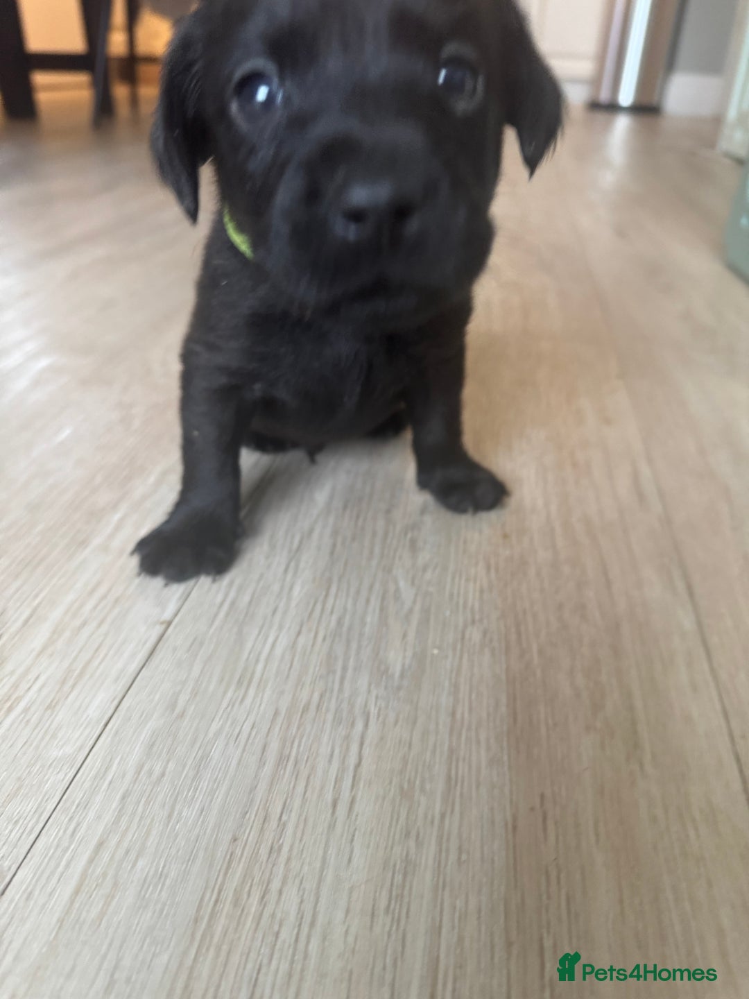 Labrador Retriever dogs for sale: Stunning homebred labs - Advert 18
