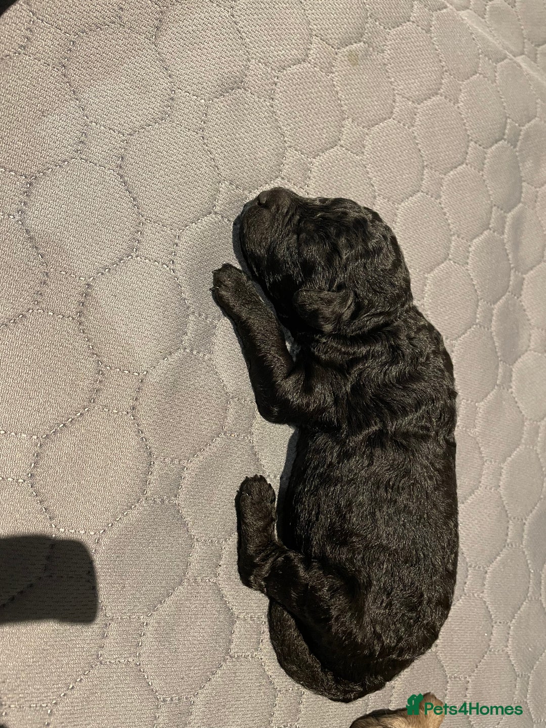 Cockapoo dogs for sale: 3 beautiful cockapoo puppies for sale  - Advert 13