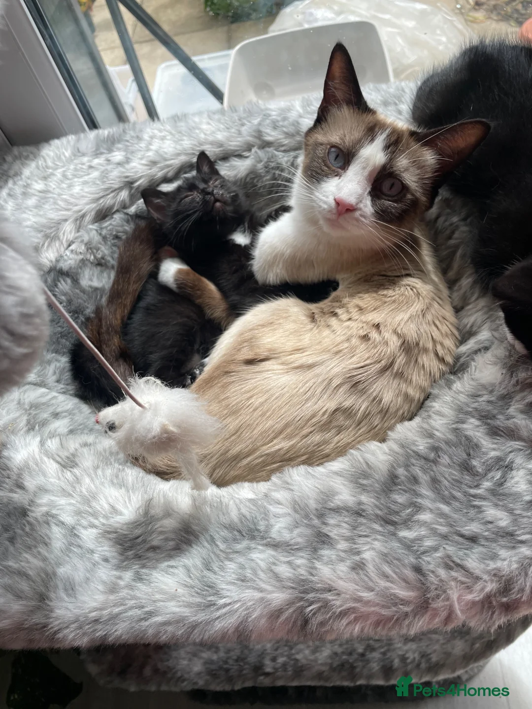 Mixed Breed cats for sale: Siamese snowshoe mixed kittens  - Advert 1