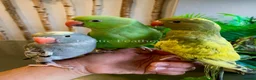 Ringnecks birds for sale: Hand Reared Baby Indian Ringneck Parrots For Sale - Advert 19