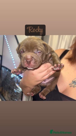 American Bully dogs - Advert 2