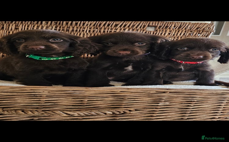 Cocker Spaniel dogs - Advert 4