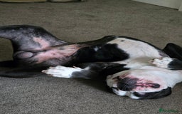 Alapaha Blue Blood Bulldog dogs for sale: alapaha blue blood bulldog - Image 5
