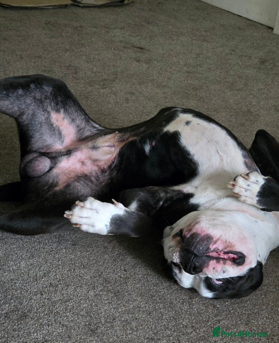 Alapaha Blue Blood Bulldog dogs for sale: alapaha blue blood bulldog - Image 5