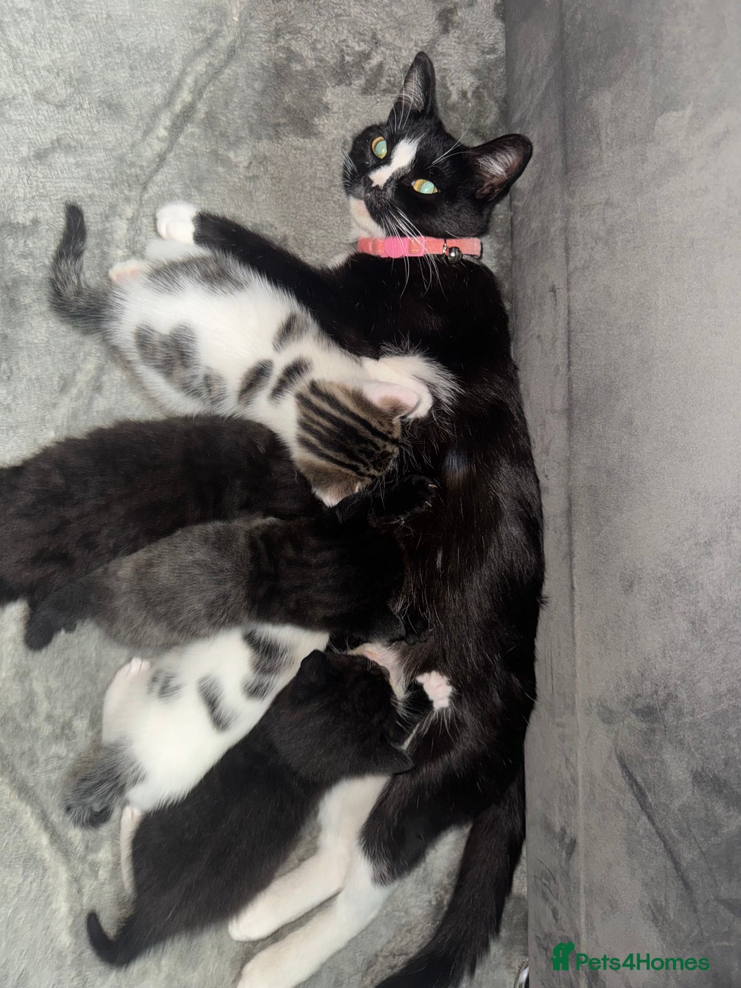 Mixed Breed cats for sale: 🐾Two beautiful mixed British shorthair boys 🐾 - Image 7