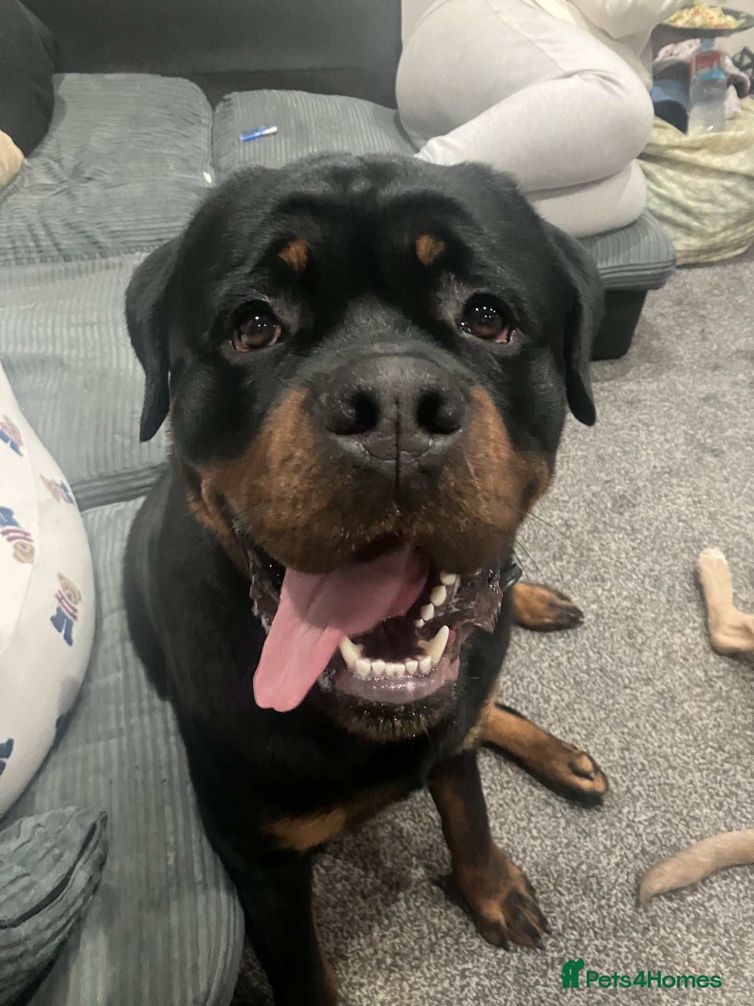 Rottweiler dogs KC Registered Rottweiler for first stud  - Advert 1