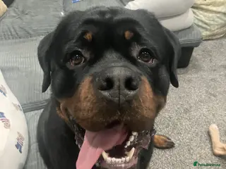 Rottweiler dogs KC Registered Rottweiler for first stud - Advert 1