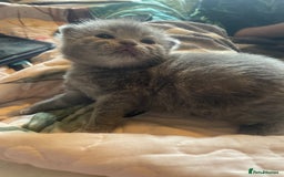 British Shorthair cats for sale: 5 kittens mixed litter 9 weeks old, ready now!  - Image 10