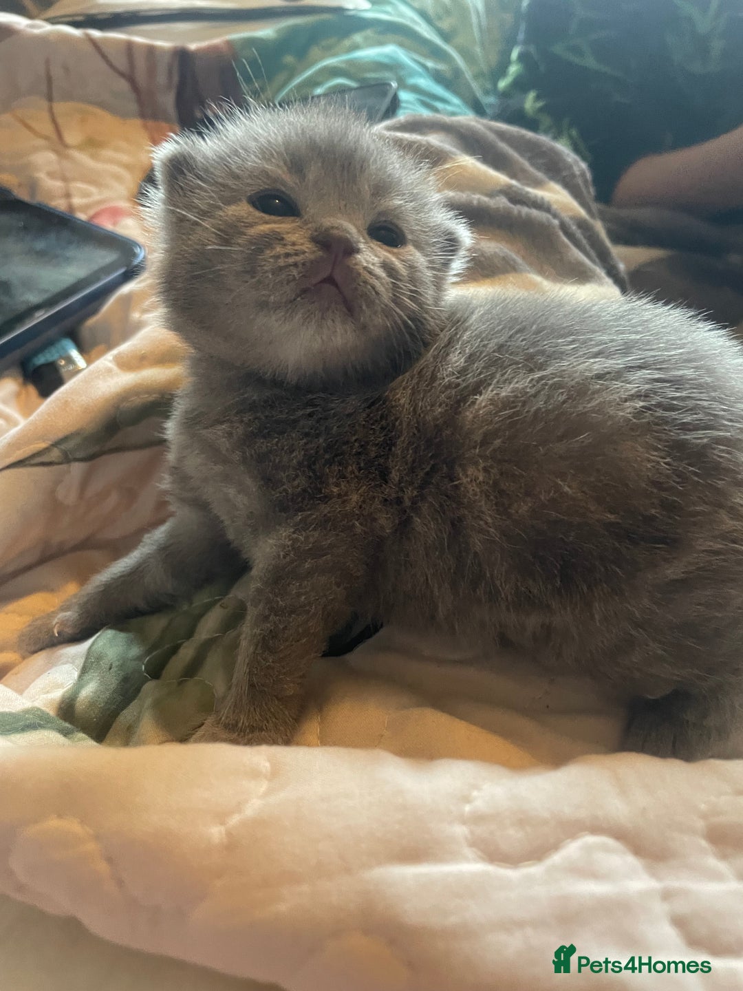 British Shorthair cats for sale: 5 kittens mixed litter 9 weeks old, ready now!  - Image 10