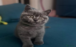 British Shorthair cats for sale: Beautiful Active Male Kitten for Sale – Blue - Image 4