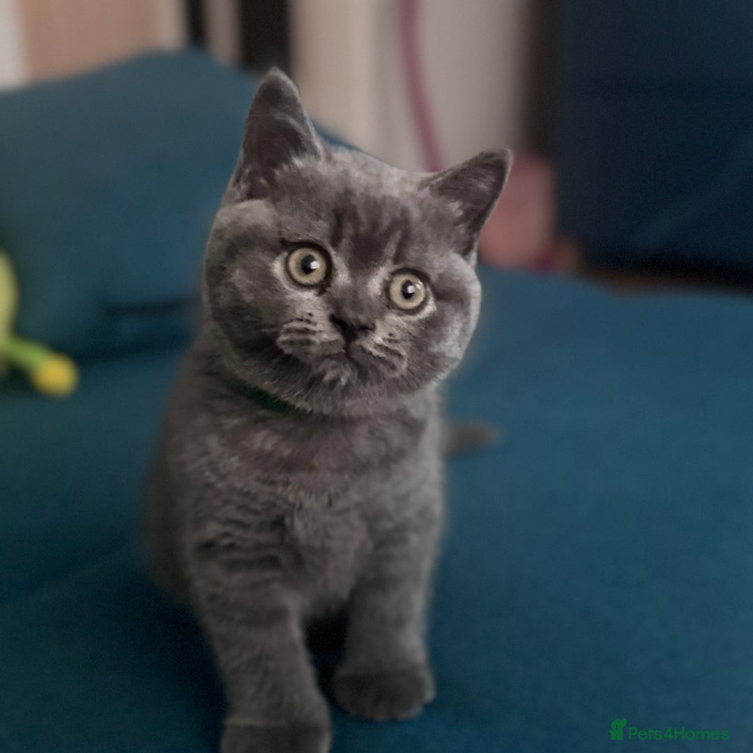 British Shorthair cats for sale: Beautiful Active Male Kitten for Sale – Blue - Image 4