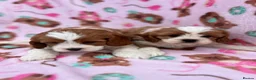 Cavapoo dogs for sale: Cavapoo Puppies 🐶  - Advert 8