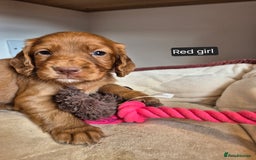 Cocker Spaniel dogs for sale: Kc registered beautiful cockers - Image 10