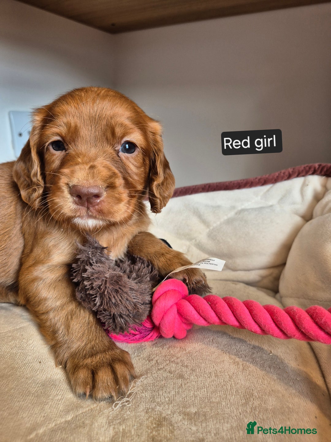 Cocker Spaniel dogs for sale: Kc registered beautiful cockers - Image 10