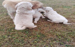 Golden Retriever dogs for sale: Gorgeous Golden Retrievers 8 weeks old H/Tested  - Image 6
