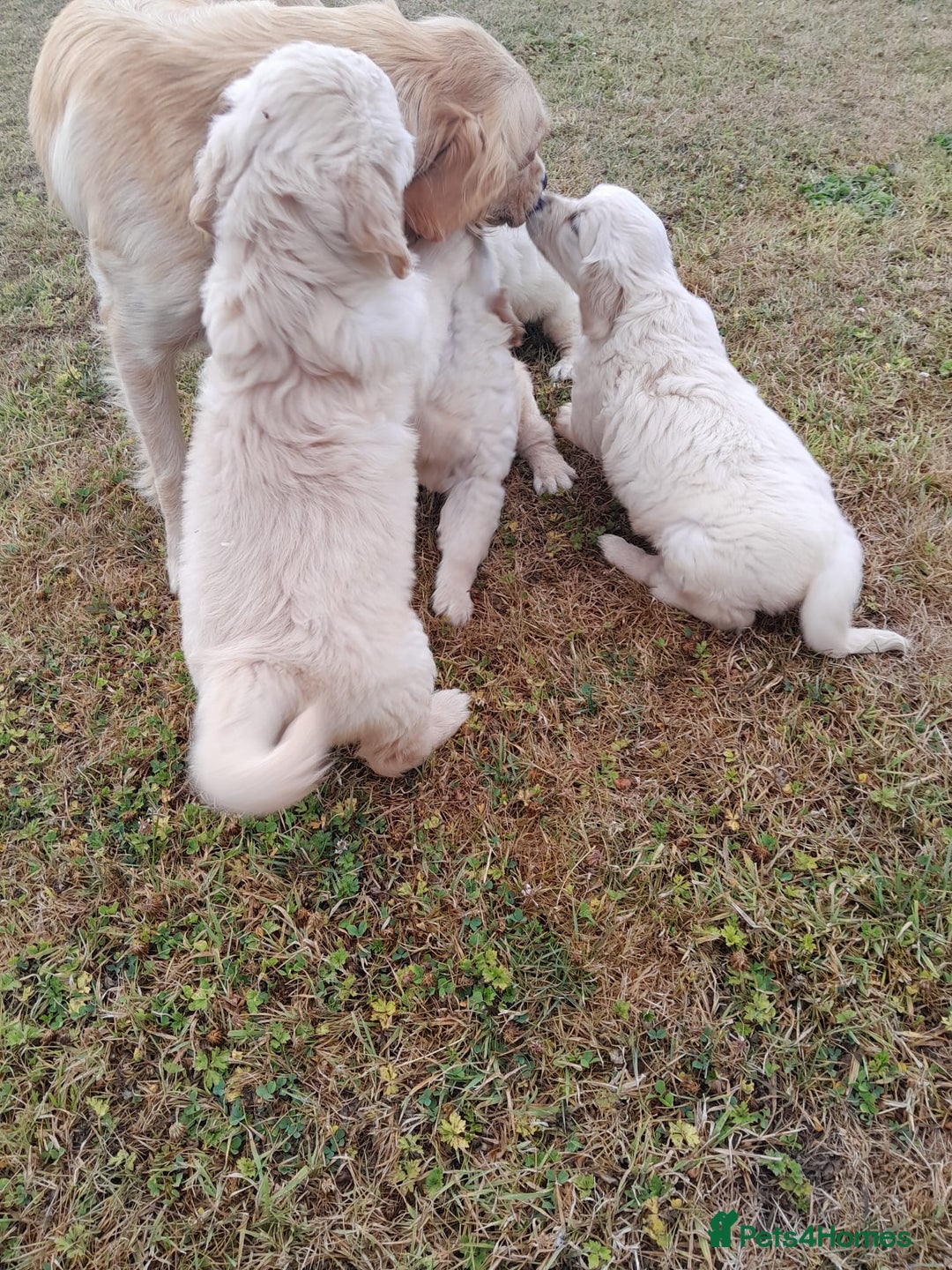 Golden Retriever dogs for sale: Gorgeous Golden Retrievers 8 weeks old H/Tested  - Image 6
