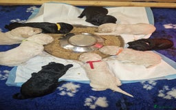 Goldendoodle dogs for sale: Quality goldendoodle puppies*4available,6reserved  - Image 27