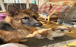 German Shepherd dogs for sale: German Shepard bitch - Image 4