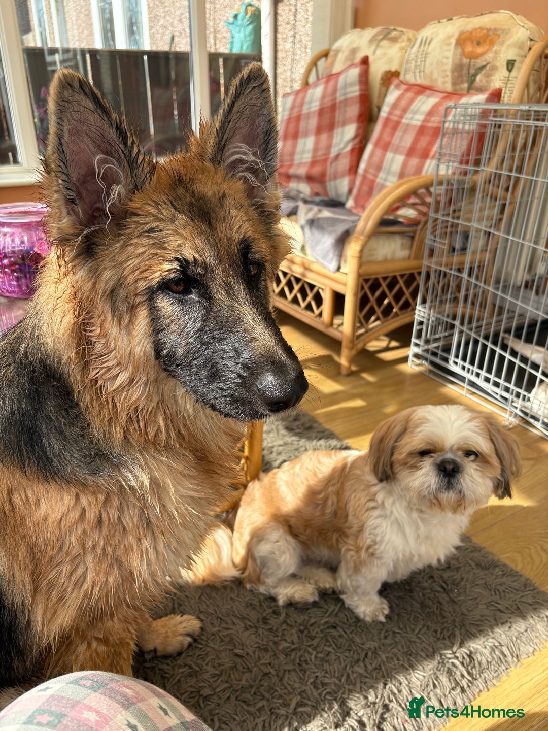 German Shepherd dogs for sale: German Shepard bitch - Image 4