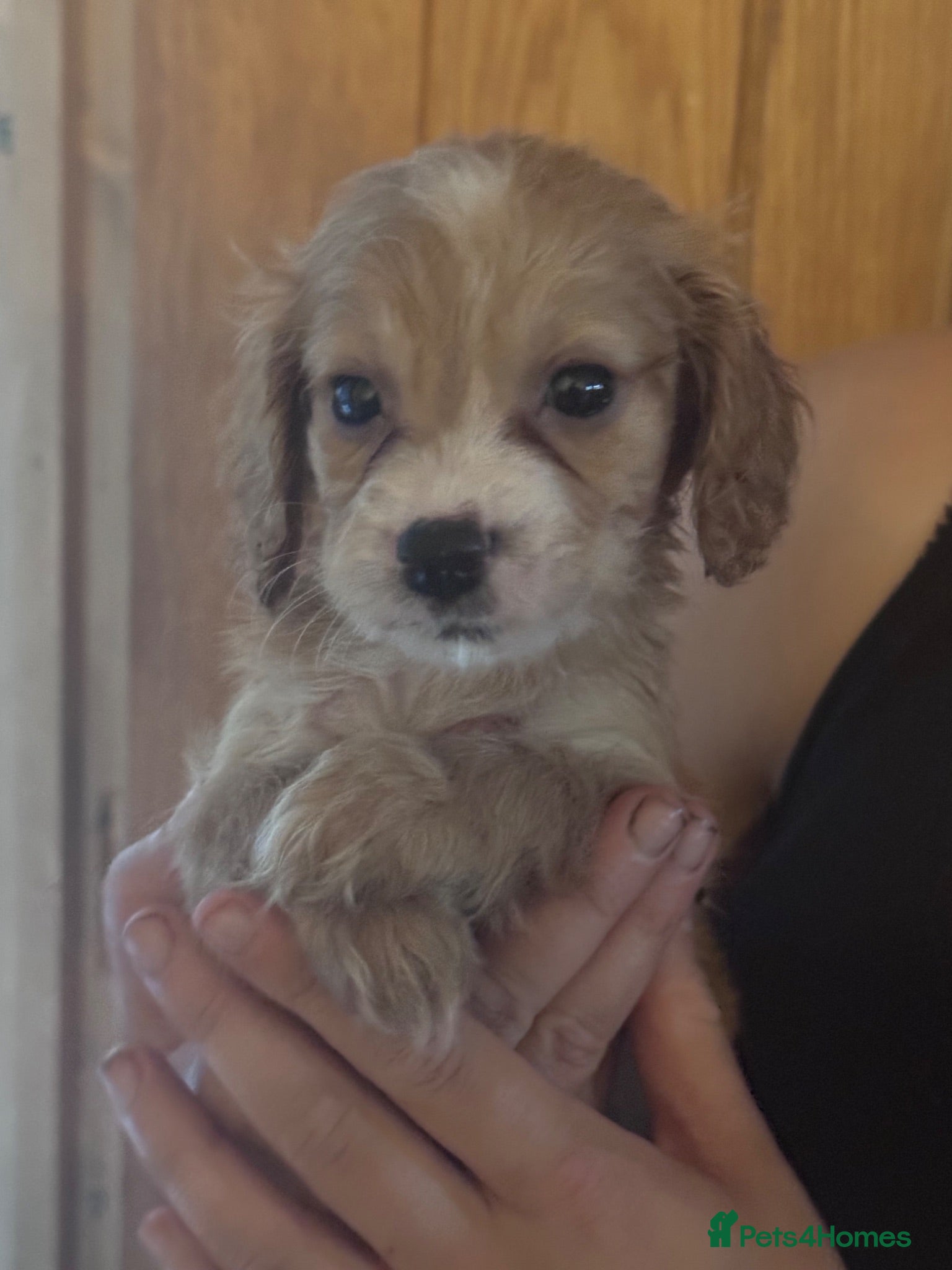 Cockapoo dogs  2 Beautiful cockapoo puppies left 🐶  - Advert 10
