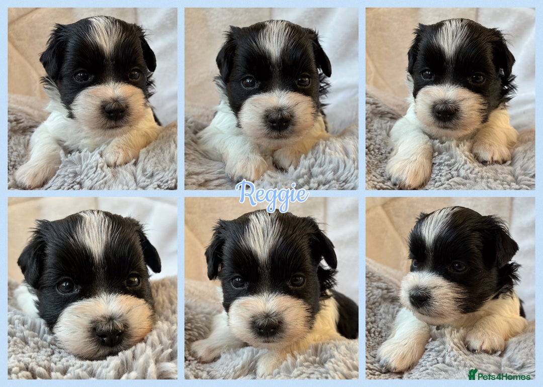 Miniature Schnauzer dogs for sale: MAC/BVA CLEAR - ONE MEGACOATED BLACK GIRL  - Image 19
