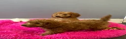 Cavapoo dogs for sale: Stunning Red Cavapoo  - Advert 4