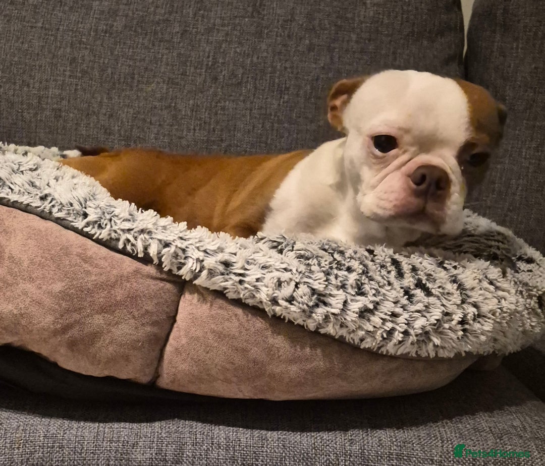 Boston Terrier dogs for sale: Rehome Rosie  - Advert 2