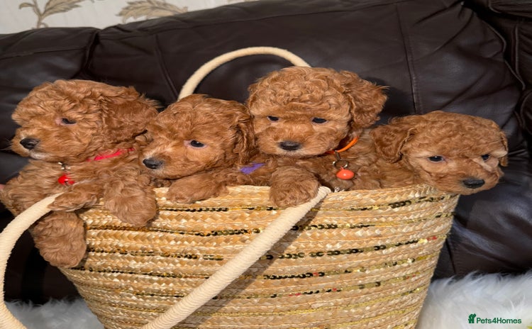 Toy Poodle dogs - Advert 2