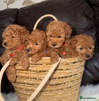 Toy Poodle dogs Gorgeous Fox Red Toy Poodle Females😍 Only 1 LEFT - Advert 1