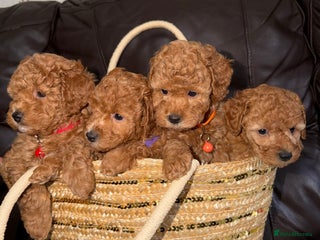 Toy Poodle dogs - Advert 17